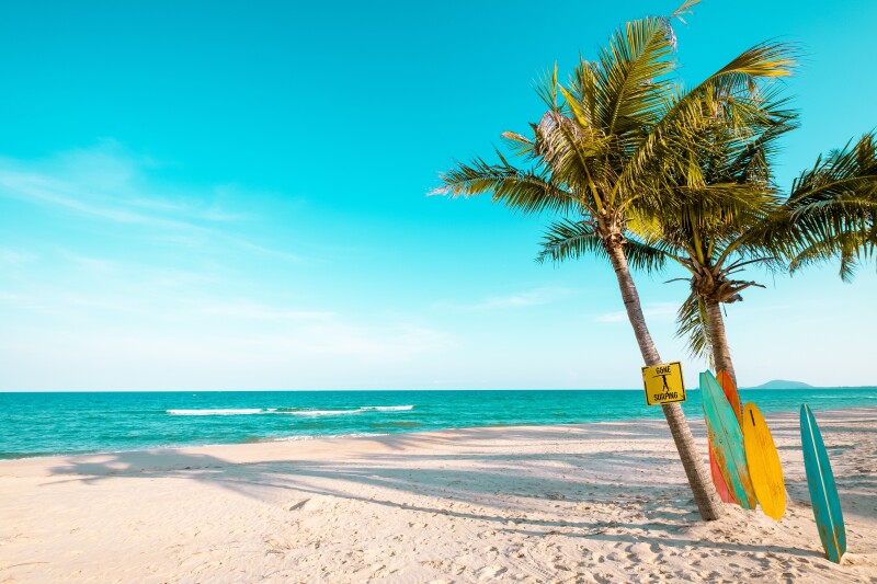 Palm-Tree_0646.jpg