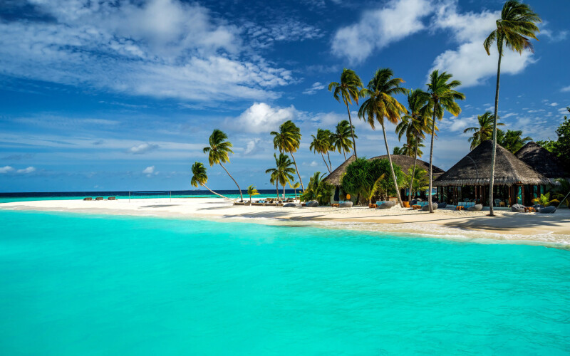 Palm Tree 0698