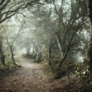 Path_0557