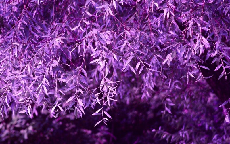 Plant 0021