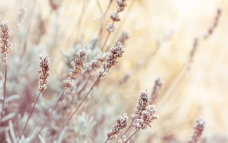 Plant 0048