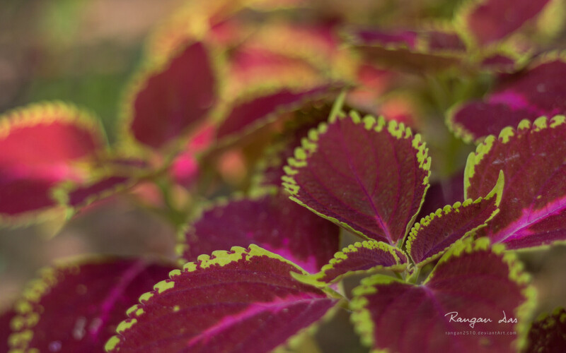 Plant 0072