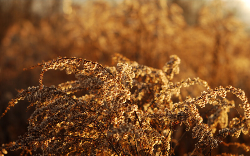 Plant 0130