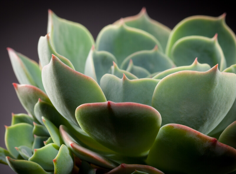Plant 0250