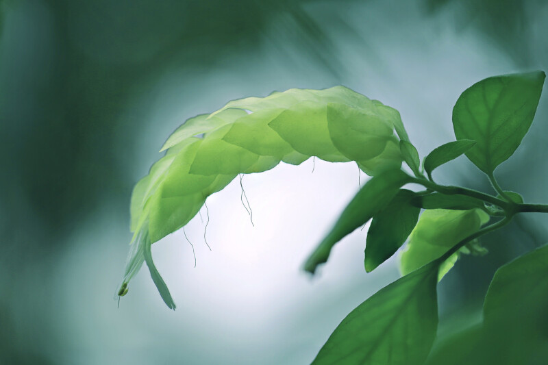 Plant 0358