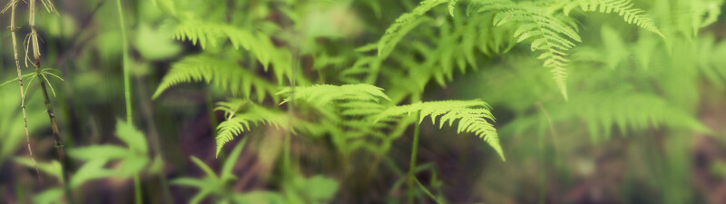 Plant 0426
