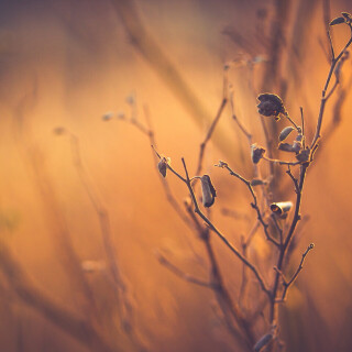 Plant_0483