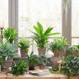 Plant_0536