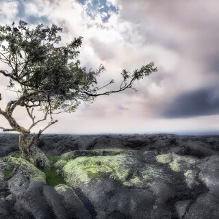 Tree_2_1251