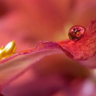 Water-Drop_0329