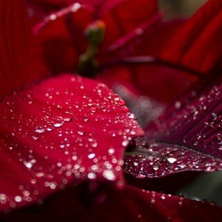 Water-Drop_0517