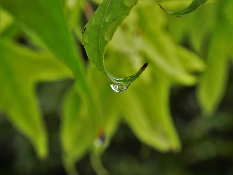Water Drop 0663