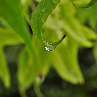 Water-Drop_0663