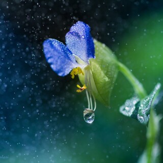Water-Drop_0838