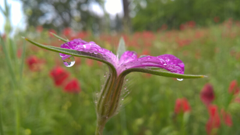 Water Drop 0890