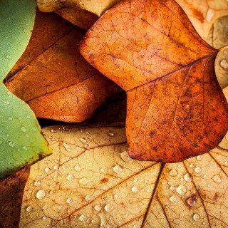 Water-Drop_1009