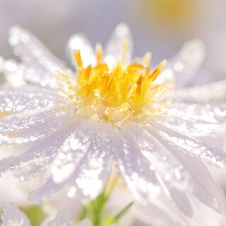 Water-Drop_1198