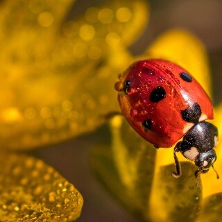 Water-Drop_1223