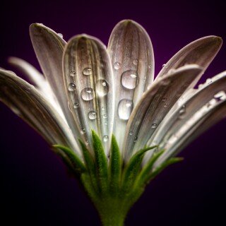 Water-Drop_1224