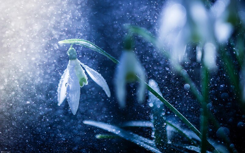 Rain_0060.jpg
