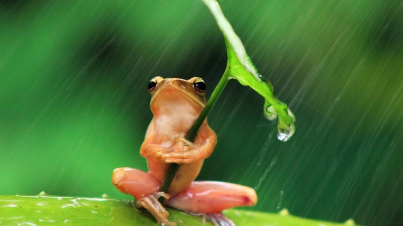 Rain_0237.jpg