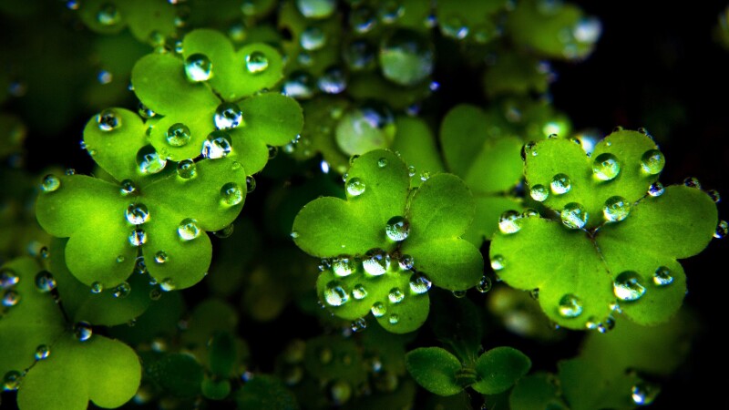 St.-Patricks-Day_0084.jpg