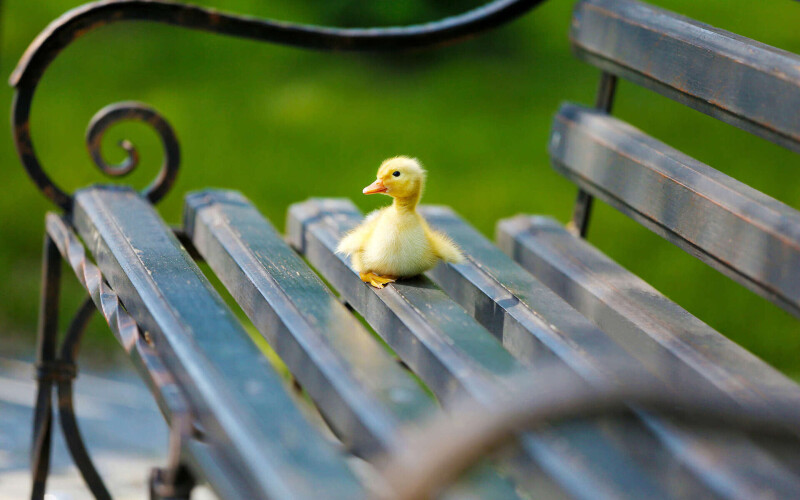 Bench_0255.jpg