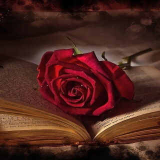 Book_0481