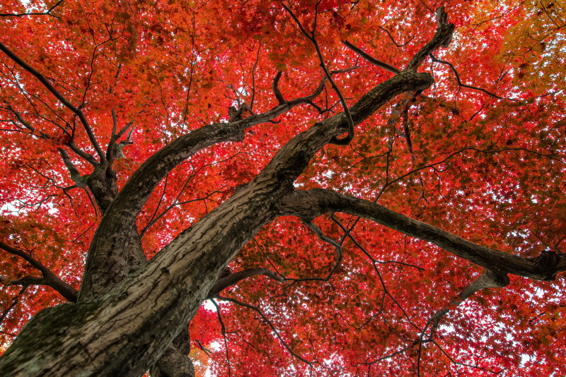 Japan_0300.jpg