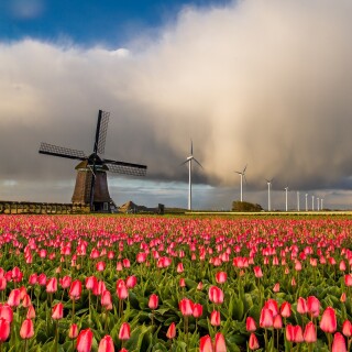 Windmill_0092