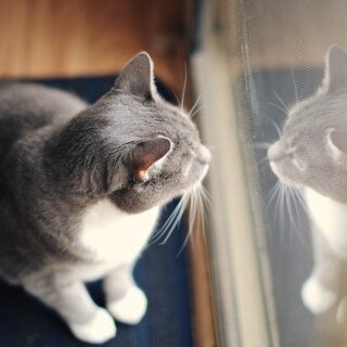 Window_0061