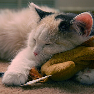 Toy_0274