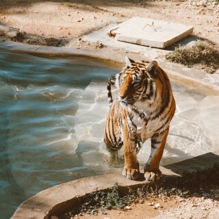 Pool_0154