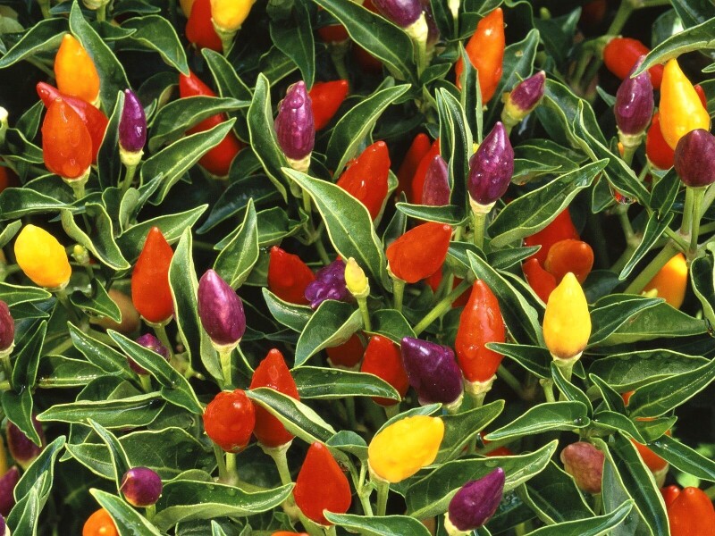 Colorful_0644.jpg