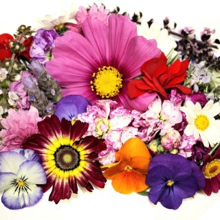 Colorful_0690
