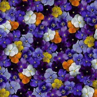 Colorful_0701