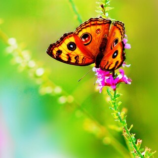 Psychedelic_0662