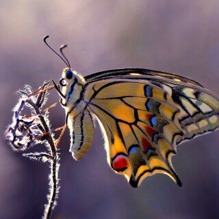 Colorful_0127