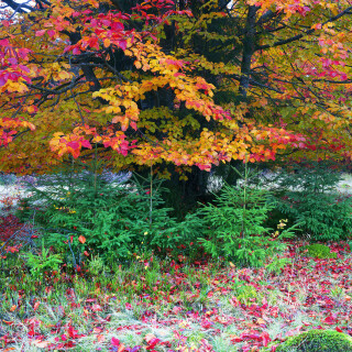 Colorful_0481
