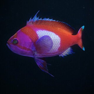 Colorful_0654