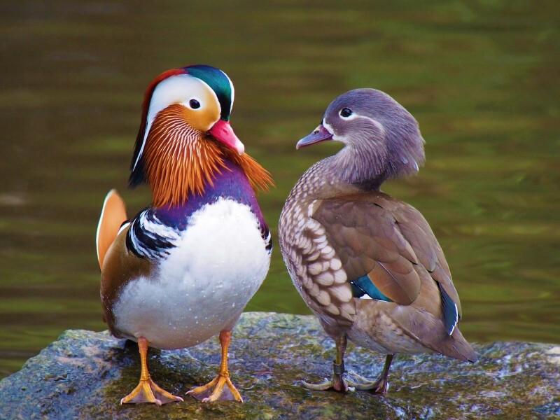 Couple_0132.jpg