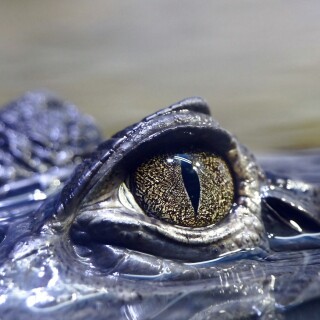 Eye_0067