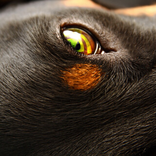Eye_0250