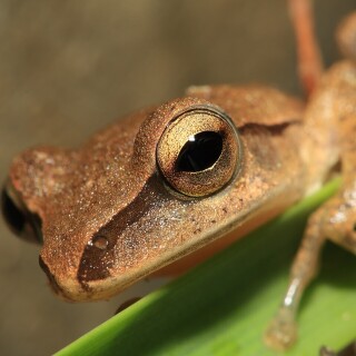 Eye_0387
