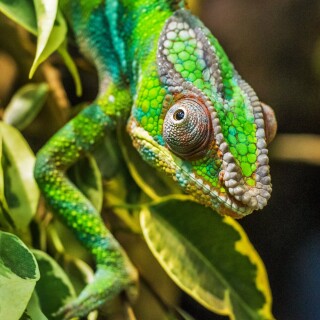 Eye_0474
