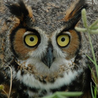 Eye_0511