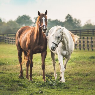 Couple_0094