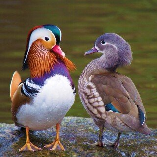 Couple_0132