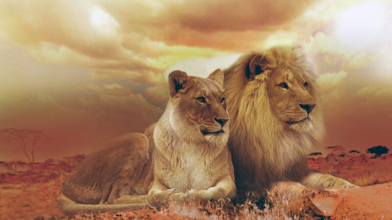 Couple 0142