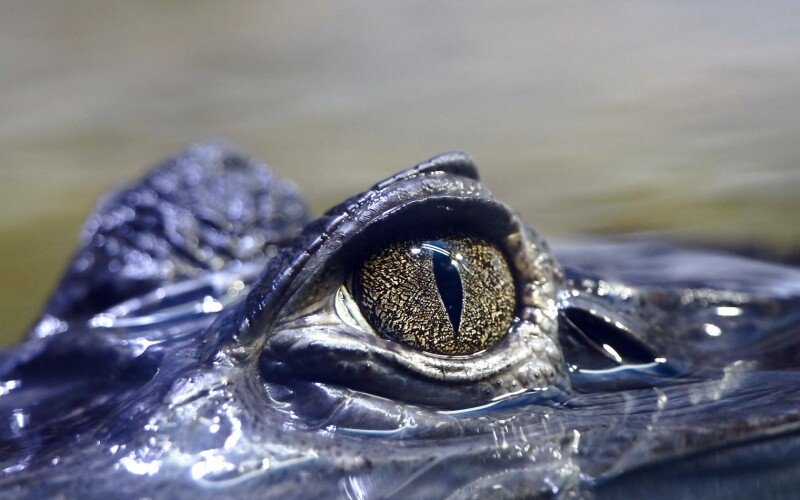 Eye_0067.jpg